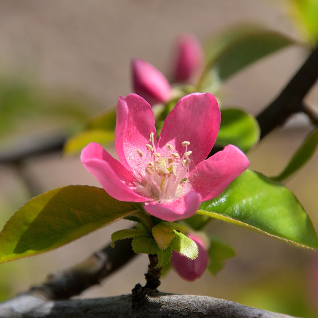 Pseudocydonia sinensis - Chinesische Quitte