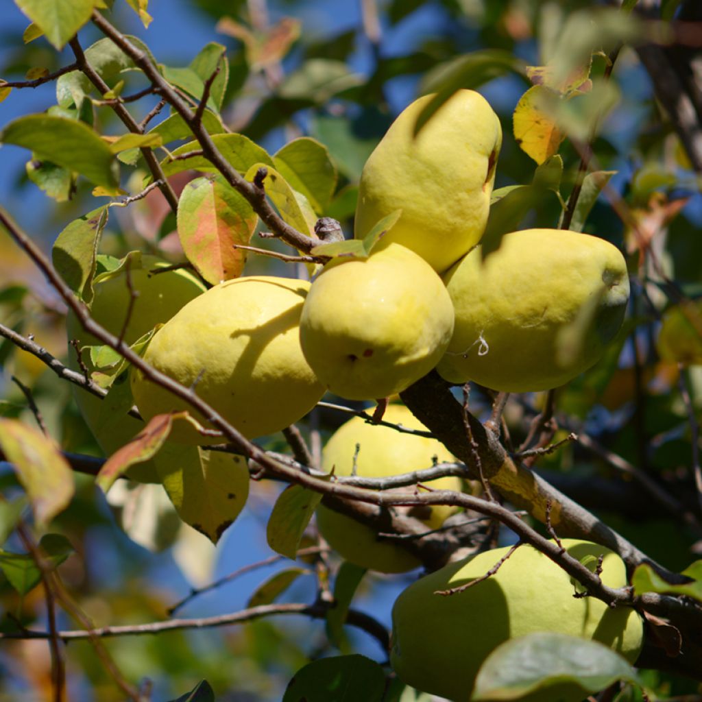 Pseudocydonia sinensis - Chinesische Quitte