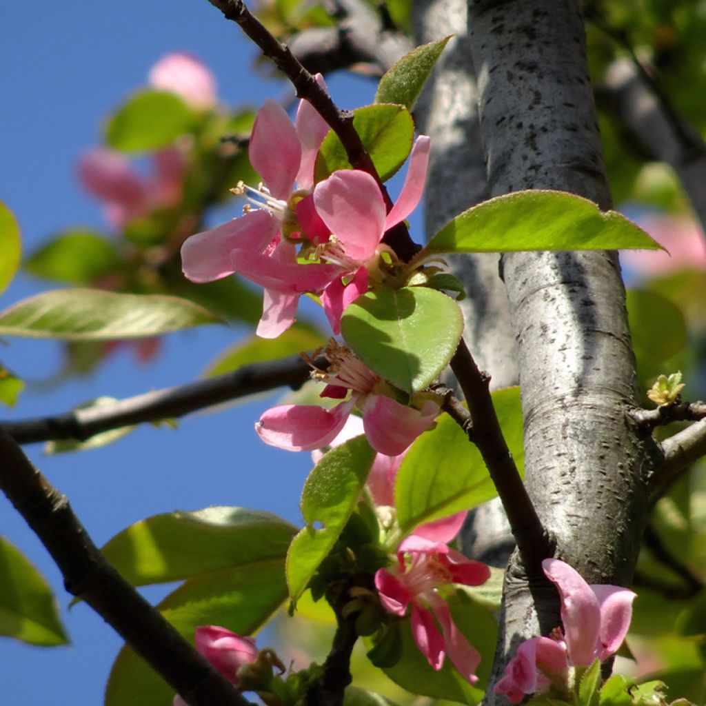 Pseudocydonia sinensis - Chinesische Quitte