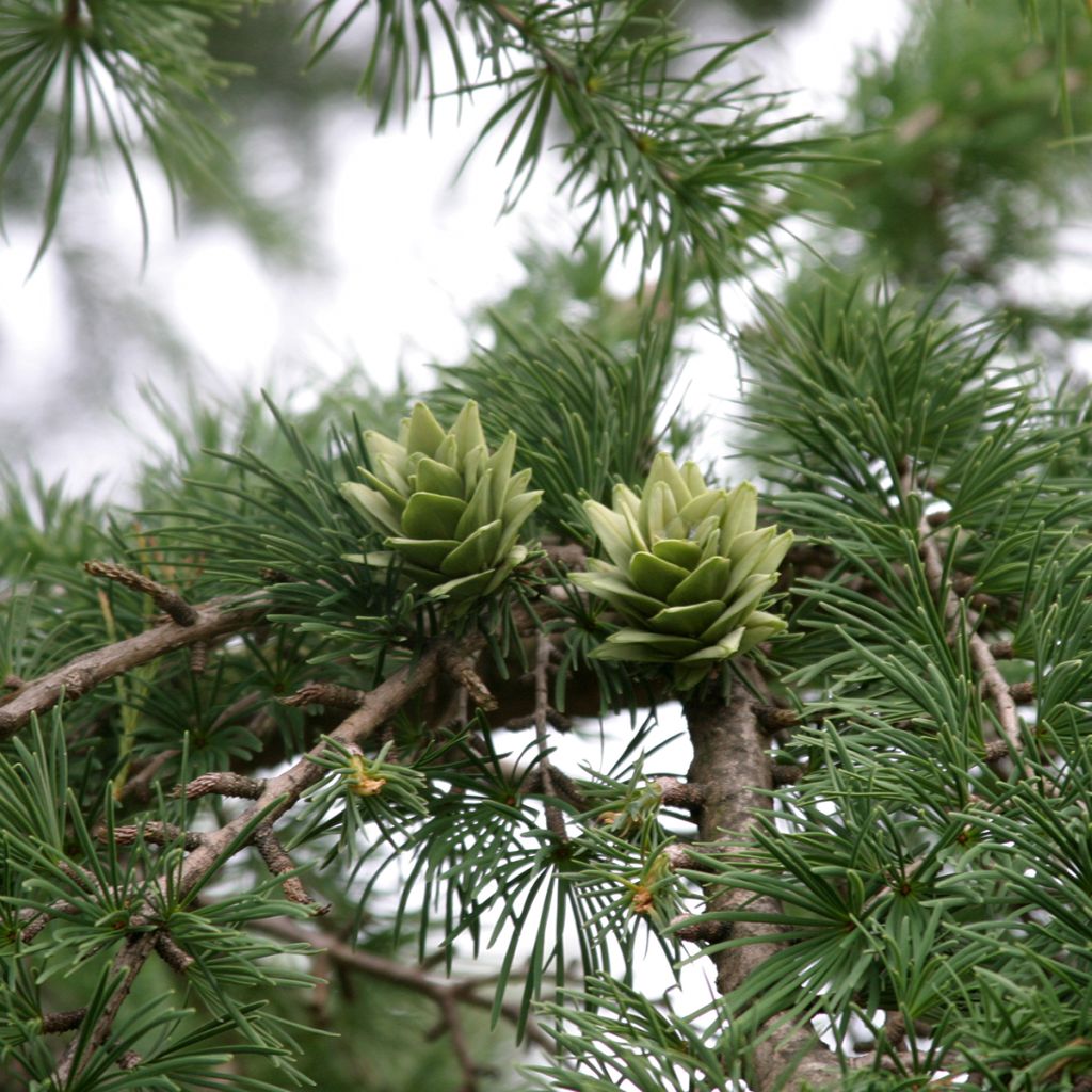 Pseudolarix amabilis - Goldlärche