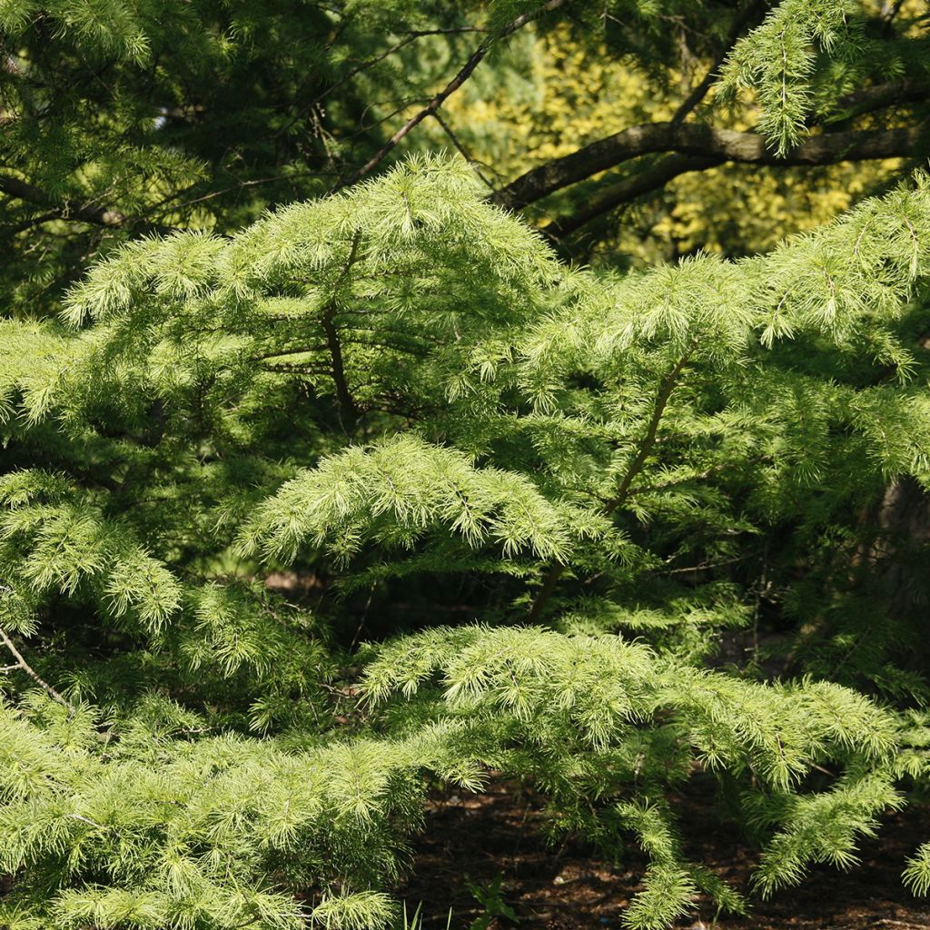 Pseudolarix amabilis - Goldlärche