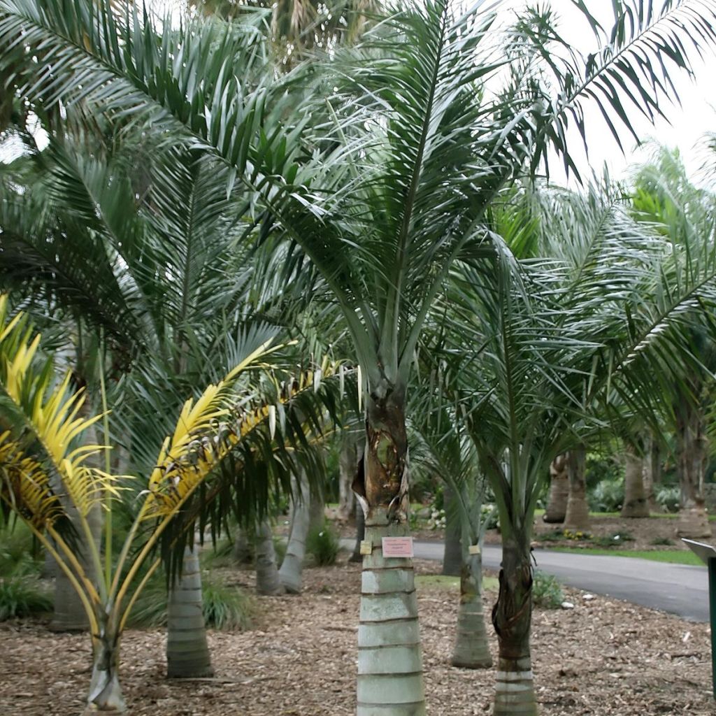 Pseudophoenix sargentii - Sargents Palmettopalme