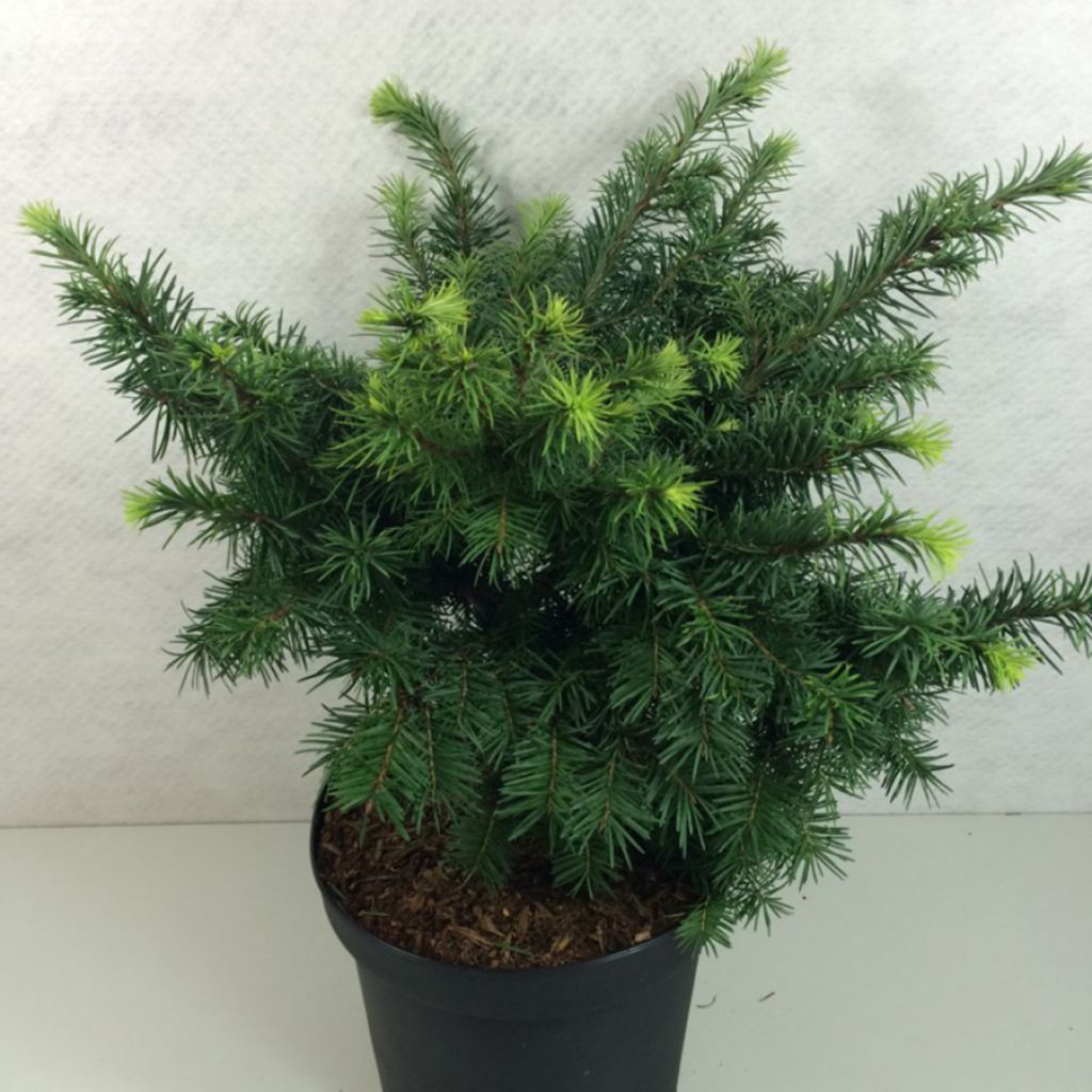 Sapin de Douglas - Pseudotsuga menziesii Fletcheri