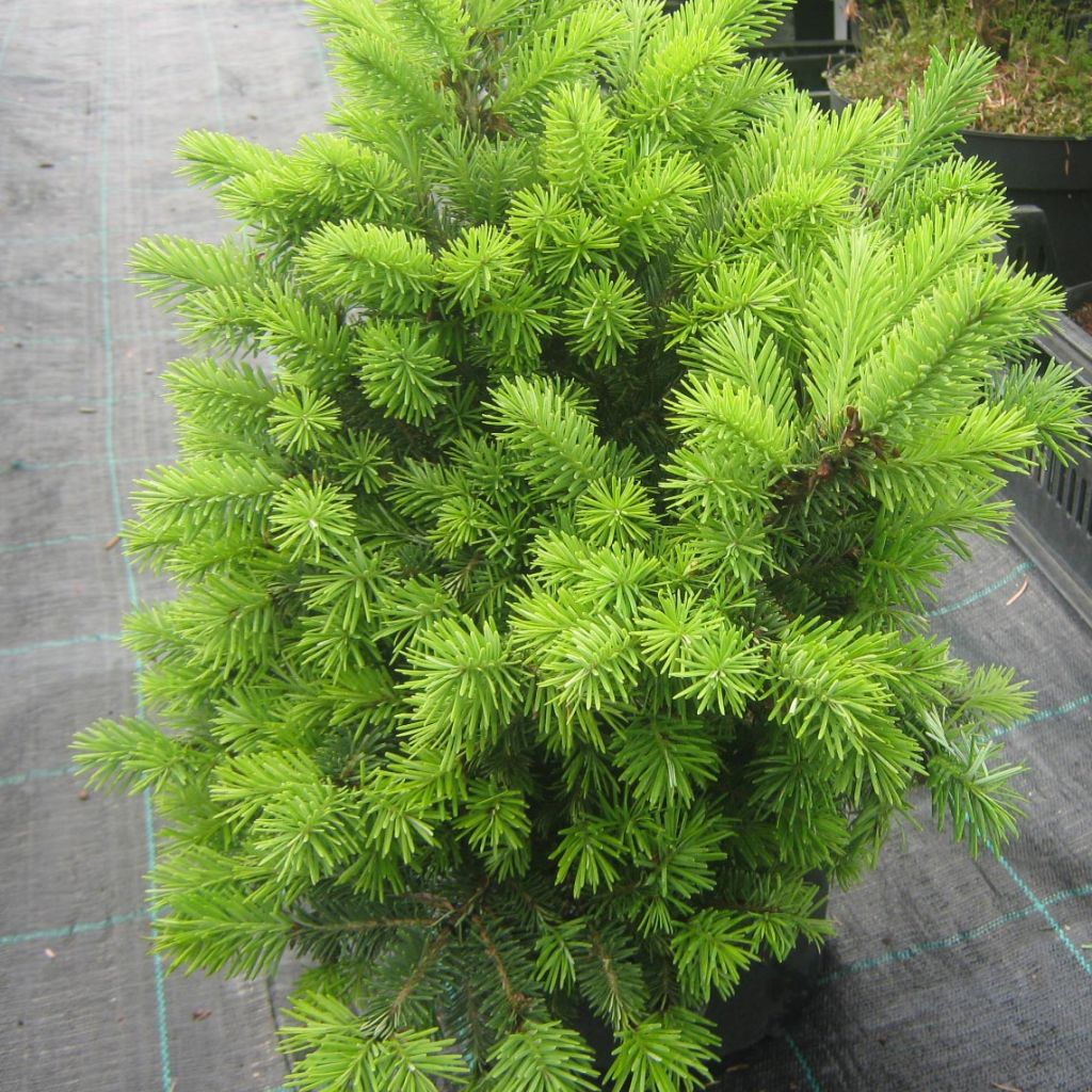 Pseudotsuga menziesii Nyrany - Douglasie