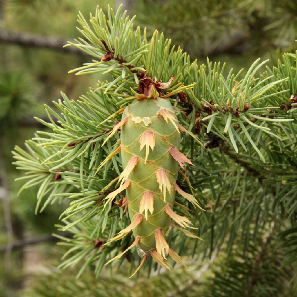 Pseudotsuga menziesii - Douglasie