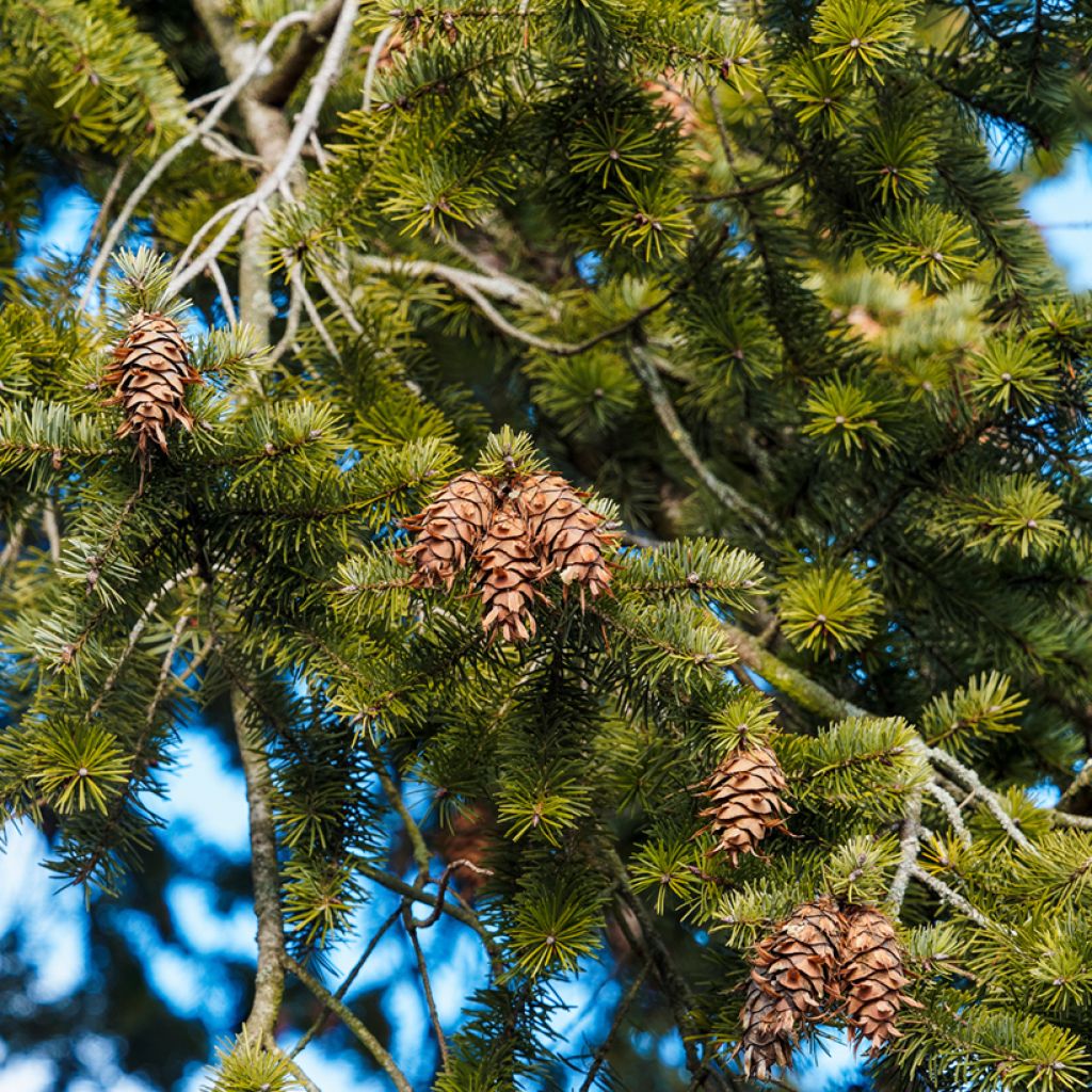 Pseudotsuga menziesii (= P.douglasii) - Pin Douglas, Pin d'Oregon, Sapin de Douglas