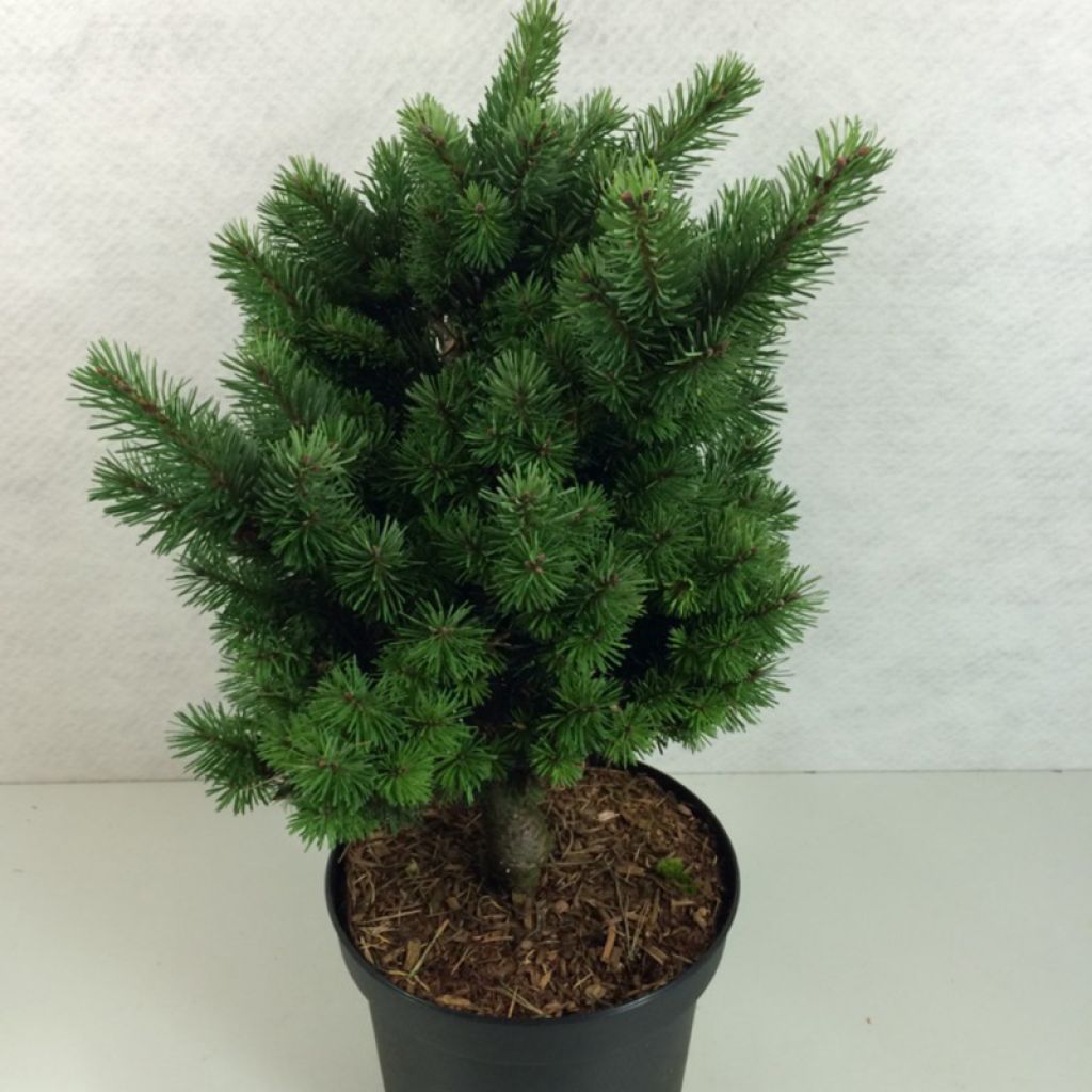 Pseudotsuga menziesii Pannenhoef - Douglasie