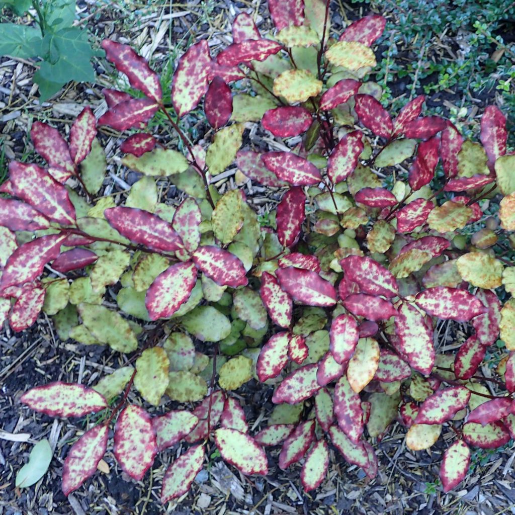 Pseudowintera (Drimys) colorata Red Leopard