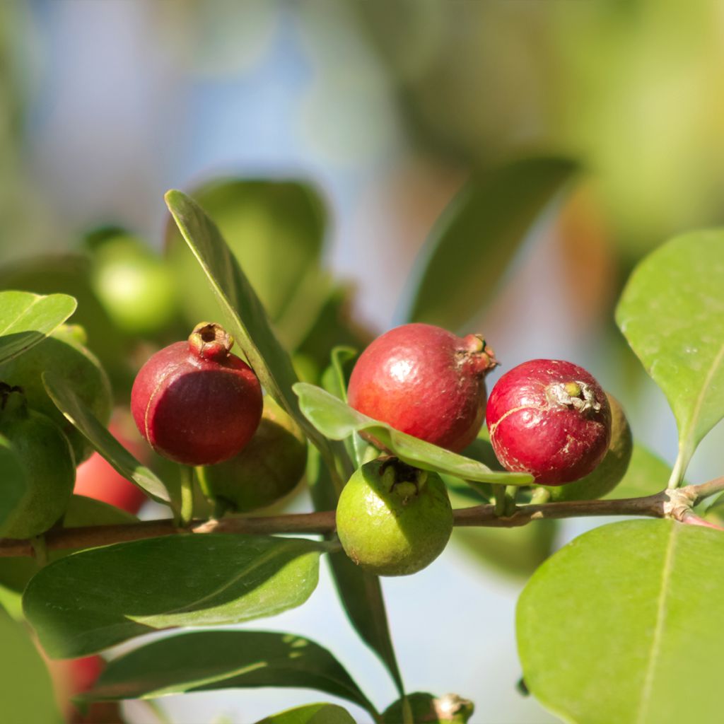 Erdbeerguave - Psidium cattleianum