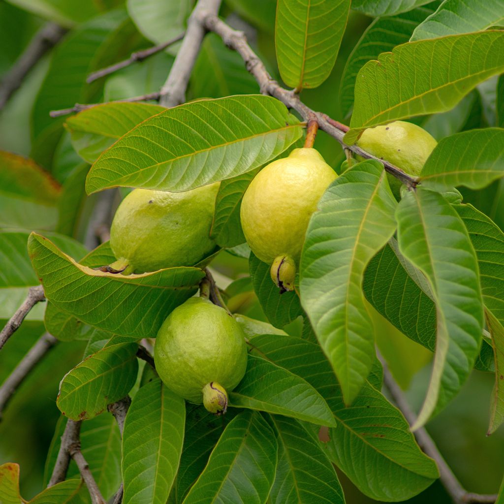 Echte Guave Limon - Psidium guajava