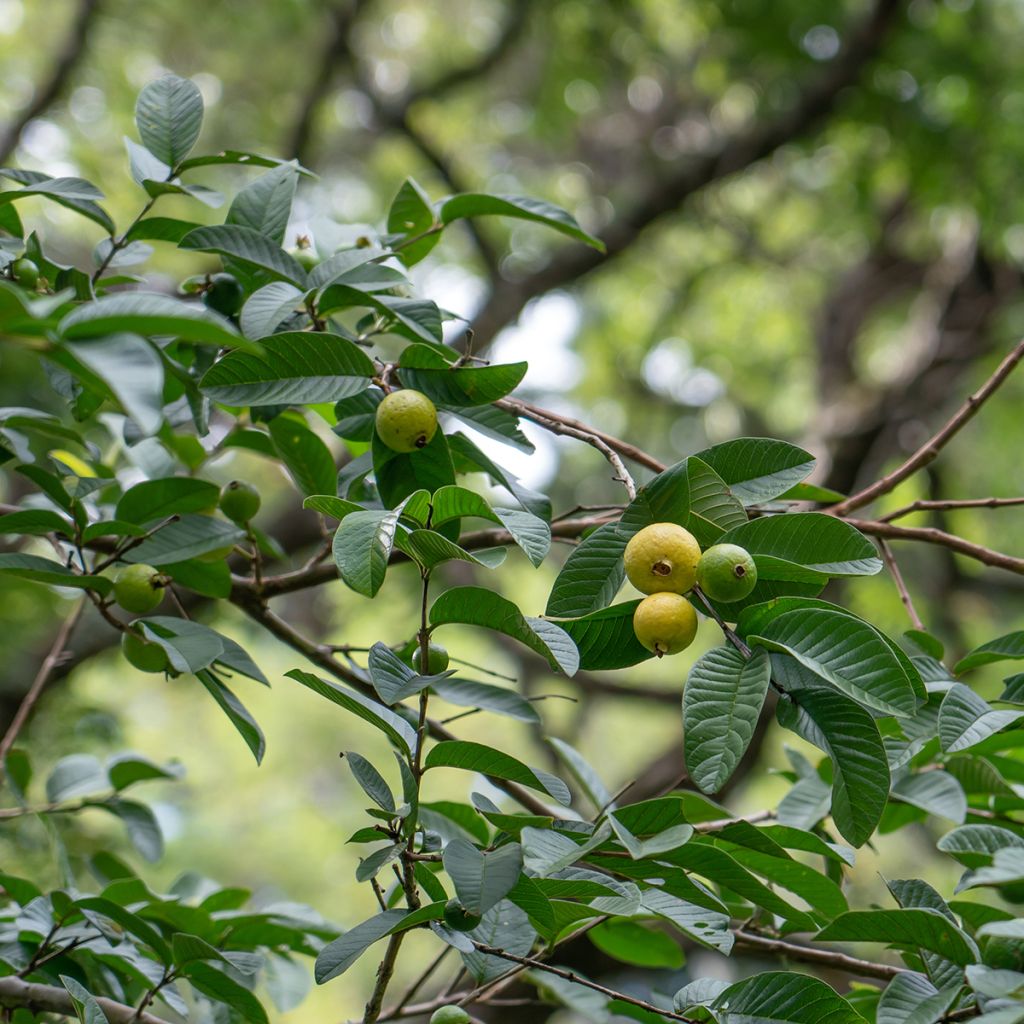 Echte Guave Limon - Psidium guajava