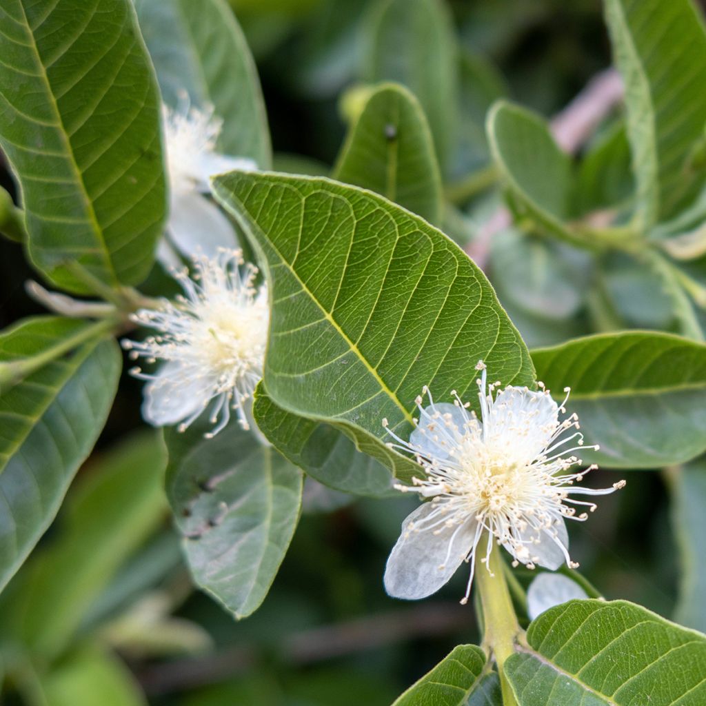 Echte Guave Limon - Psidium guajava