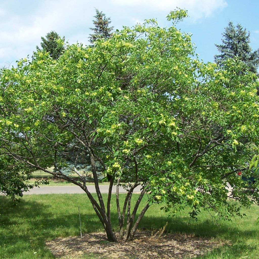 Ptelea trifoliata - Orme de Samarie