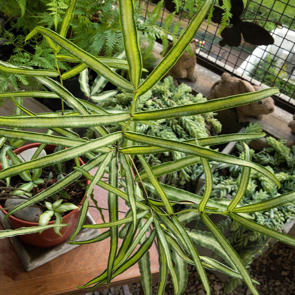 Pteris nipponica (= Pteris cretica albolineata) - Fougère persistante