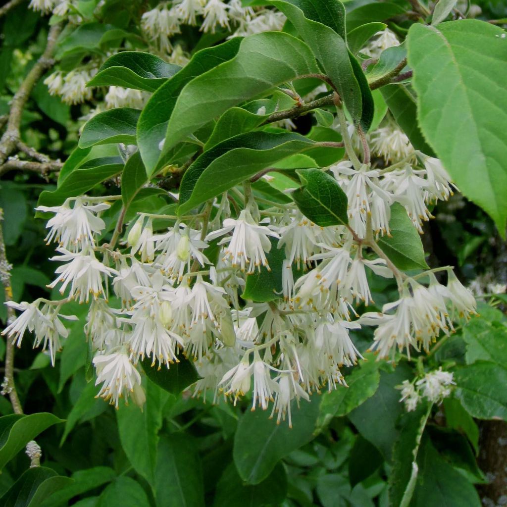 Pterostyrax corymbosa