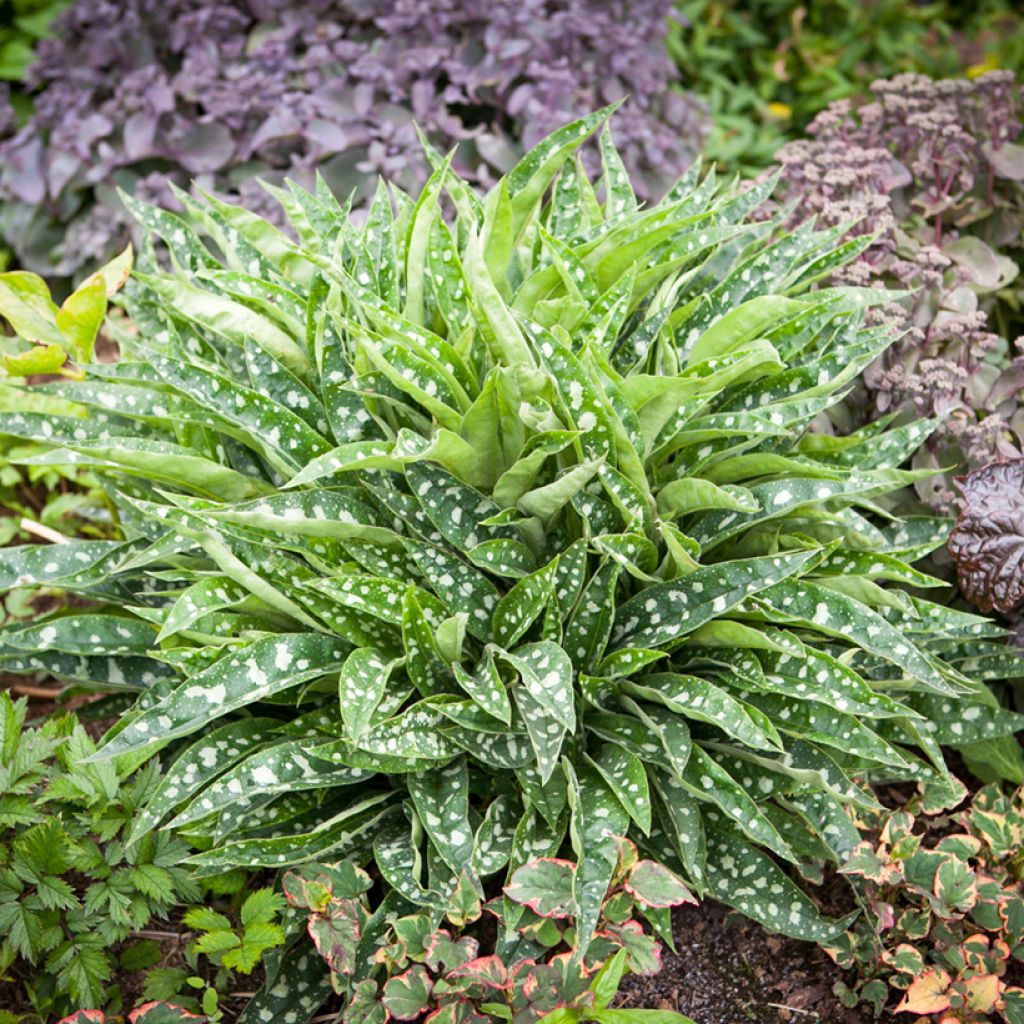 Lungenkraut Silver Bouquet - Pulmonaria