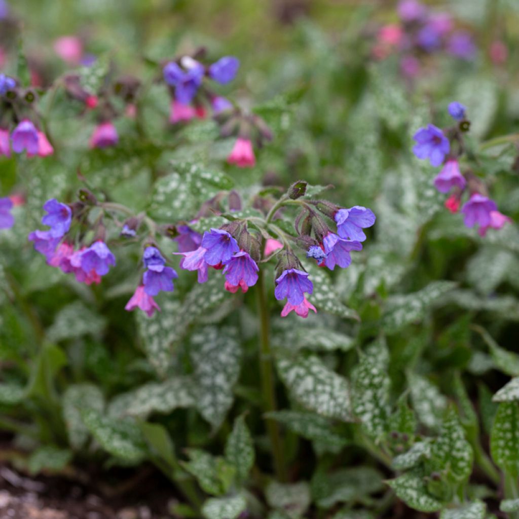 Lungenkraut Silver Bouquet - Pulmonaria