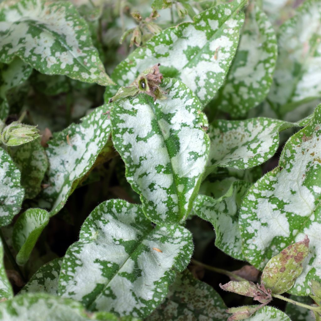 Lungenkraut Diane Clare - Pulmonaria