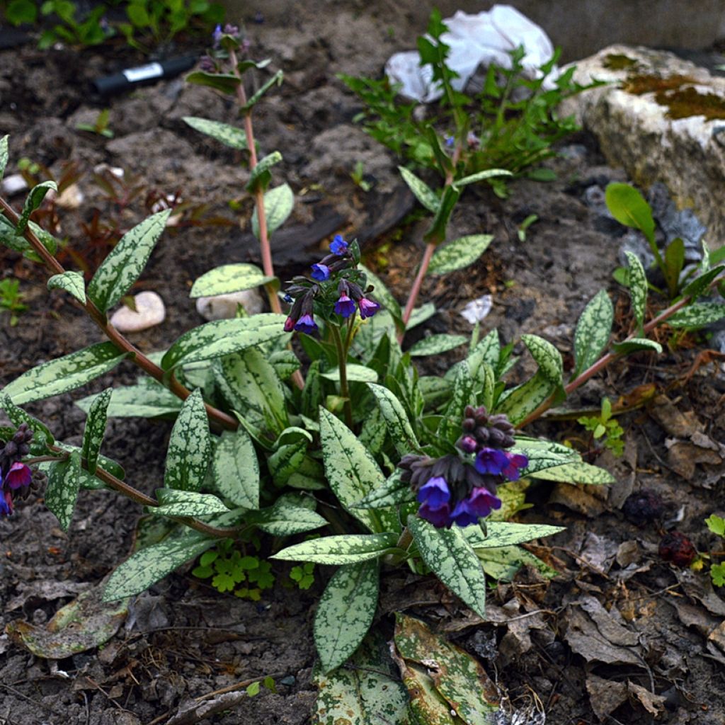 Lungenkraut Margery Fish - Pulmonaria