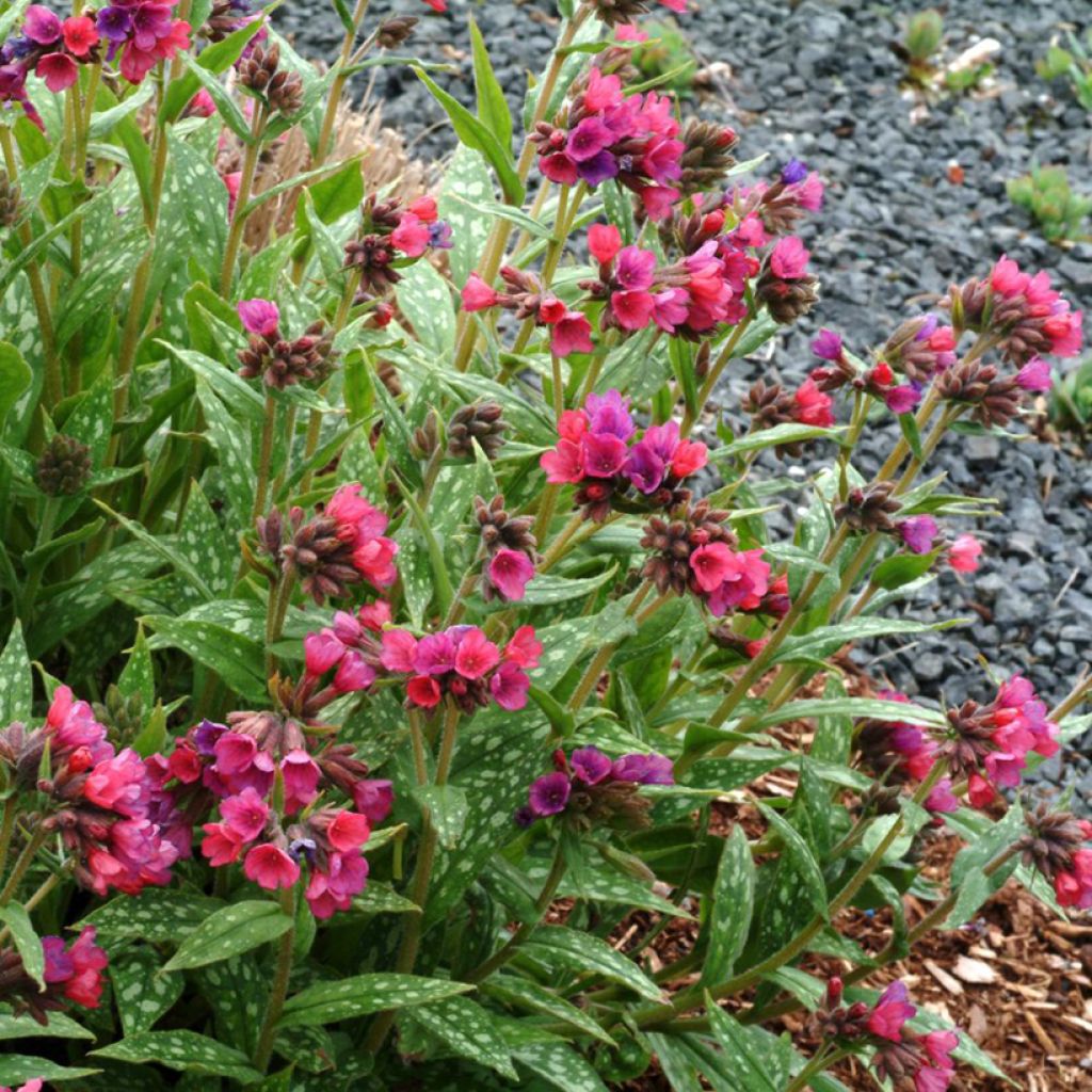 Lungenkraut Raspberry Splash - Pulmonaria