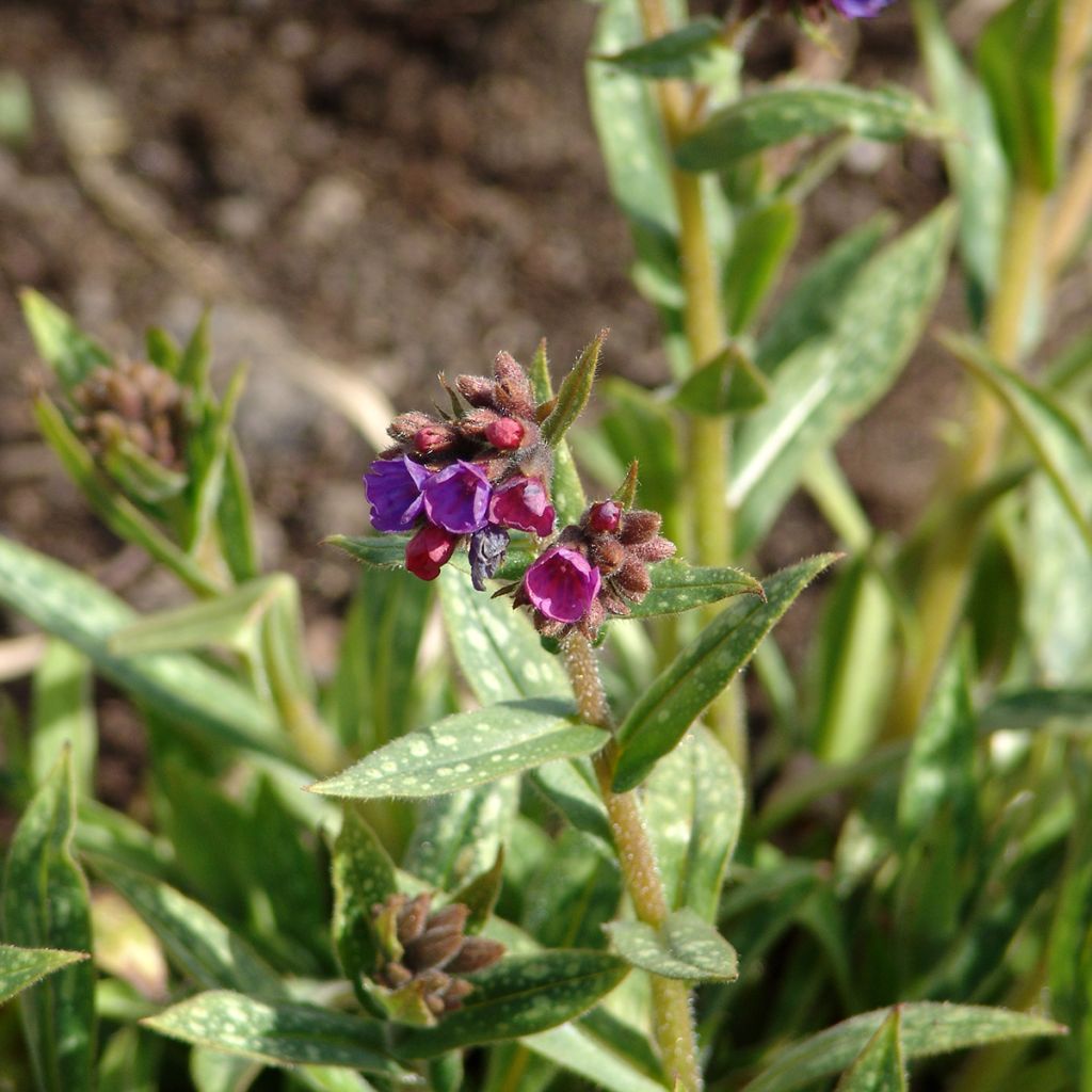 Lungenkraut Raspberry Splash - Pulmonaria