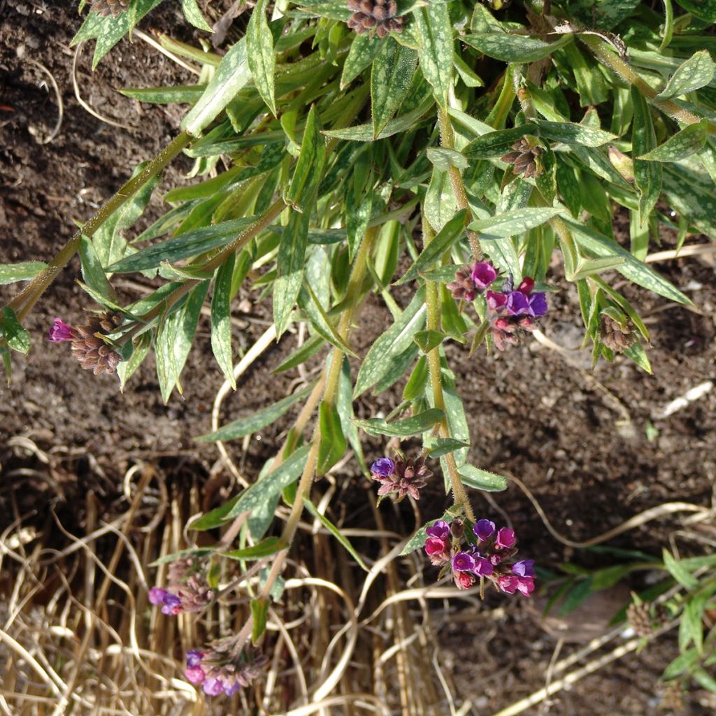 Lungenkraut Raspberry Splash - Pulmonaria