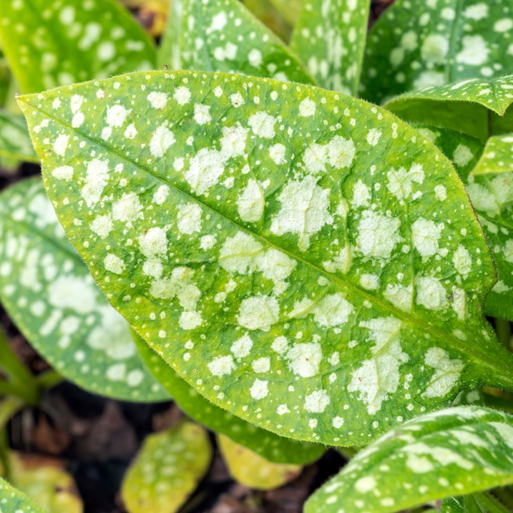 Lungenkraut Sissinghurst White - Pulmonaria