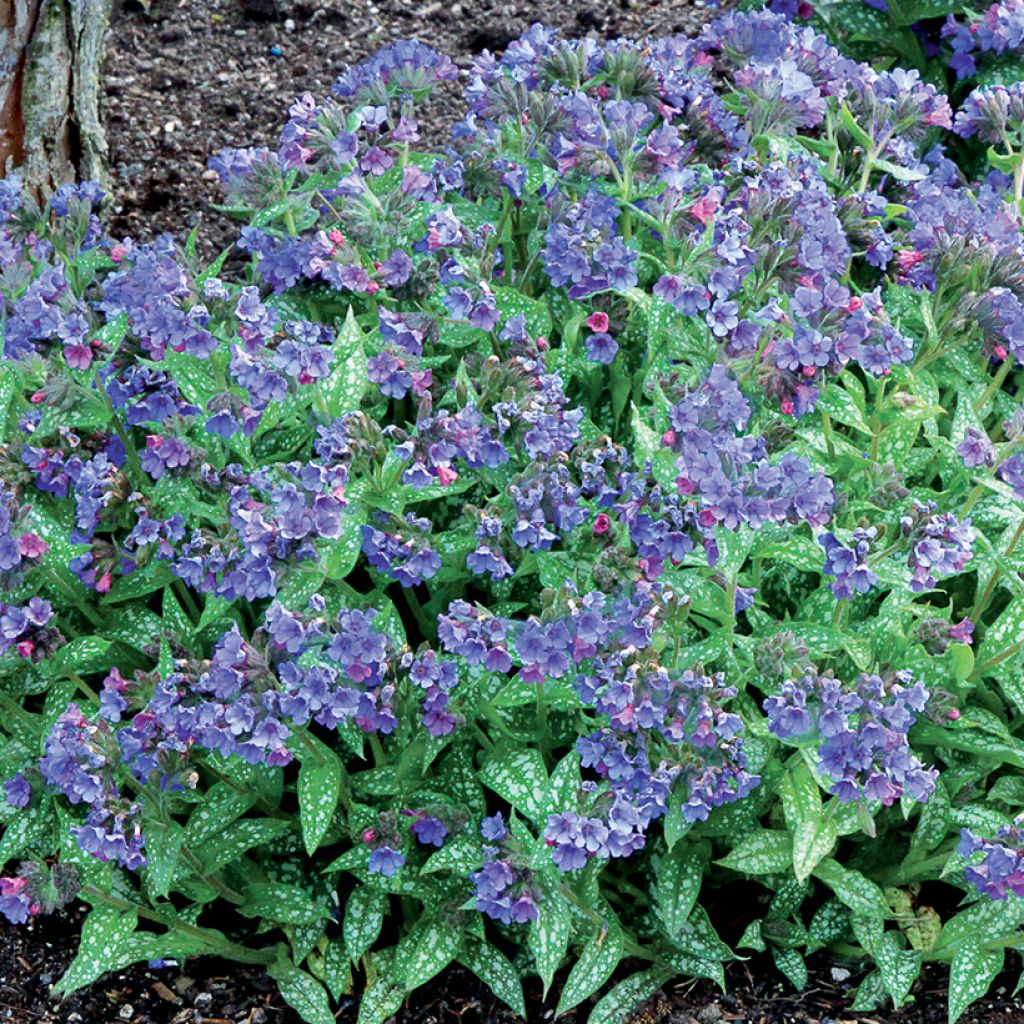 Lungenkraut Trevi Fountain - Pulmonaria