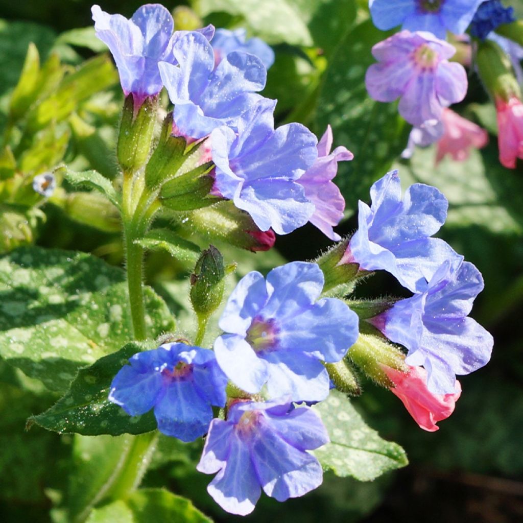 Lungenkraut Twinkle Toes - Pulmonaria