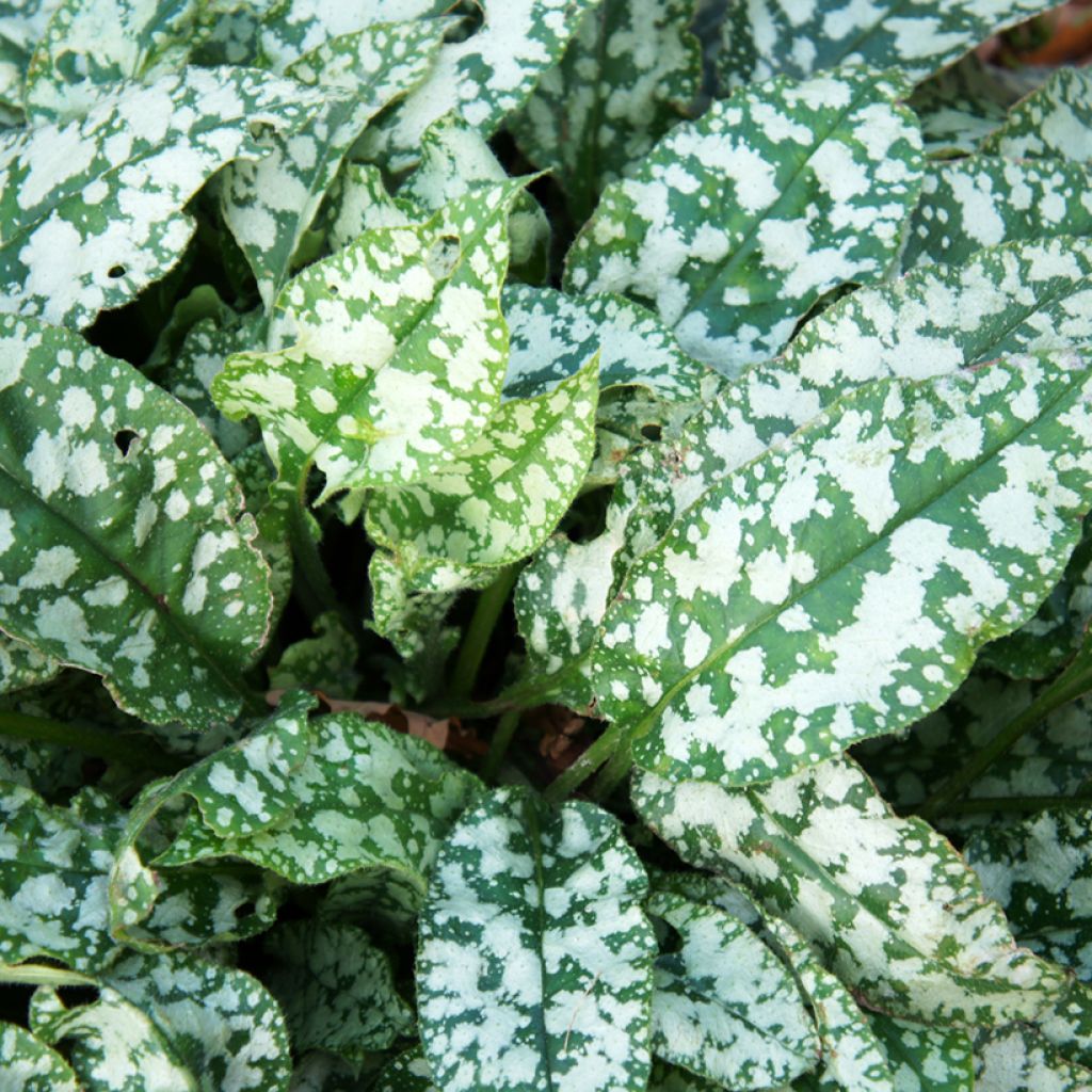 Lungenkraut Twinkle Toes - Pulmonaria