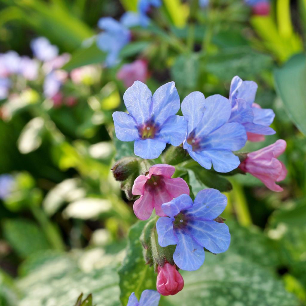 Lungenkraut Twinkle Toes - Pulmonaria