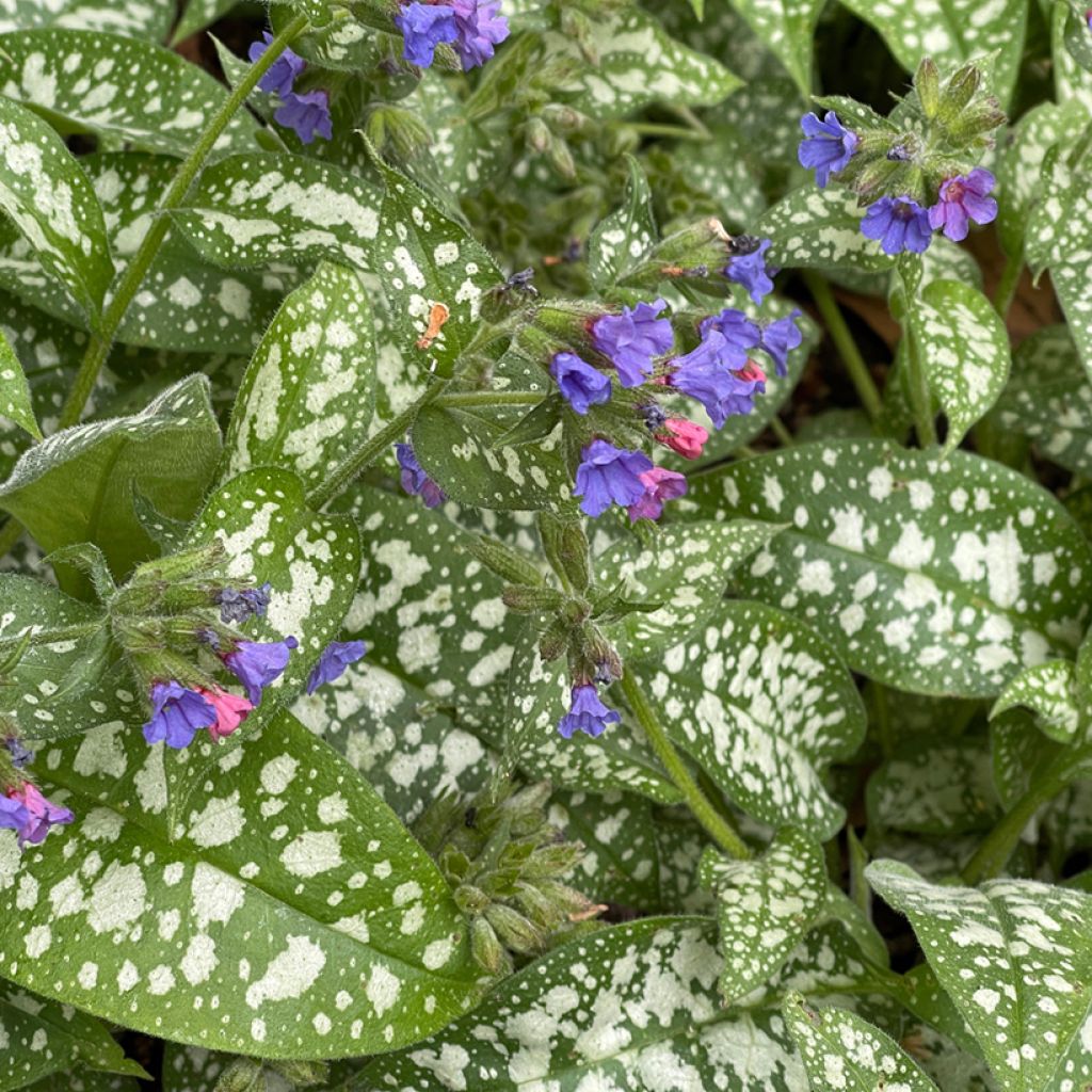 Lungenkraut Twinkle Toes - Pulmonaria