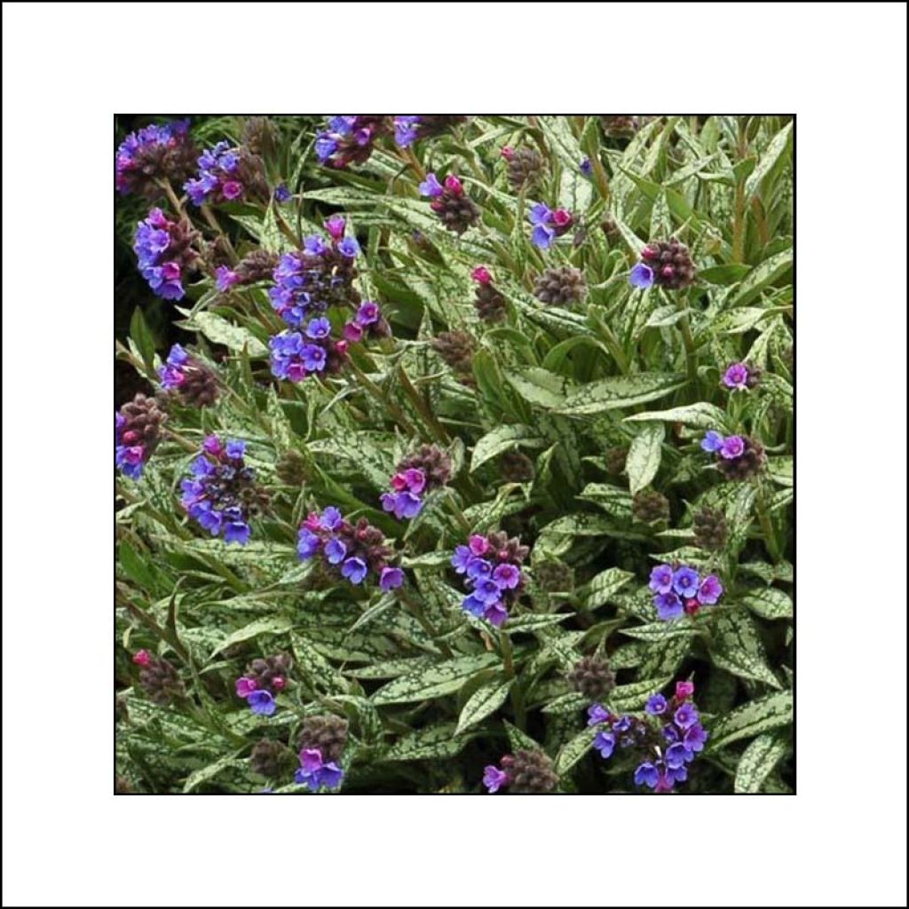 Langblättrige Lungenkraut - Pulmonaria longifolia subsp. cevennensis