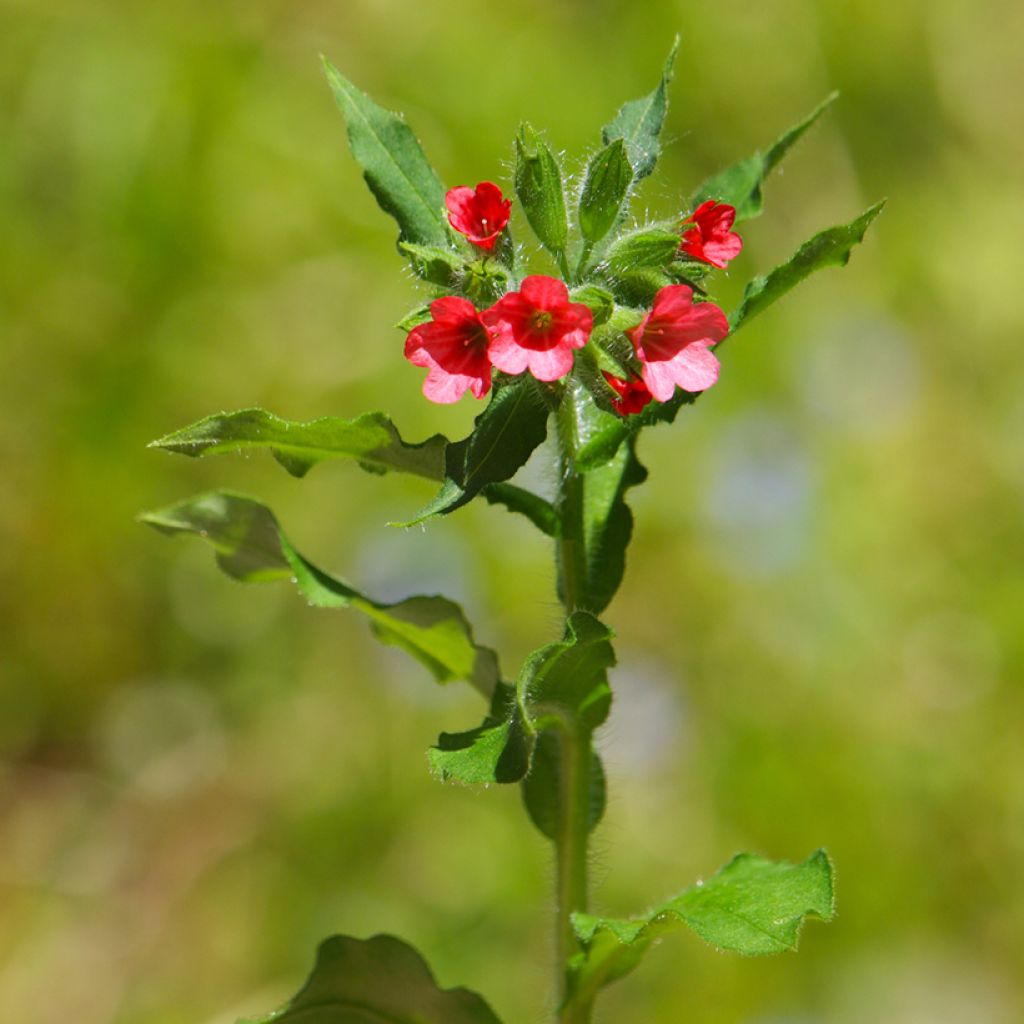 Rotes Lungenkraut - Pulmonaria rubra