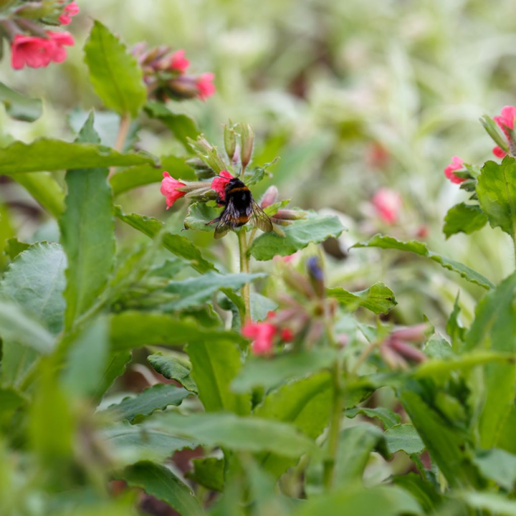 Rotes Lungenkraut - Pulmonaria rubra