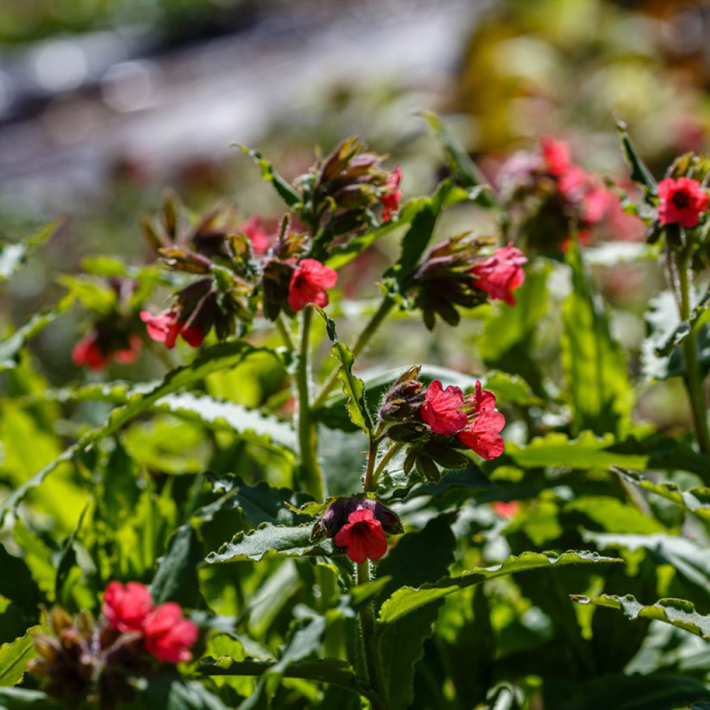 Rotes Lungenkraut - Pulmonaria rubra