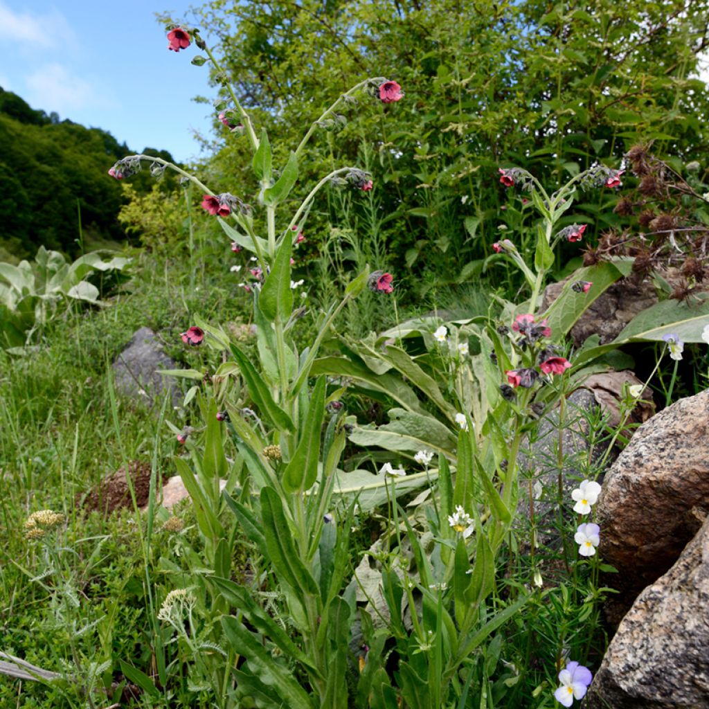 Rotes Lungenkraut - Pulmonaria rubra