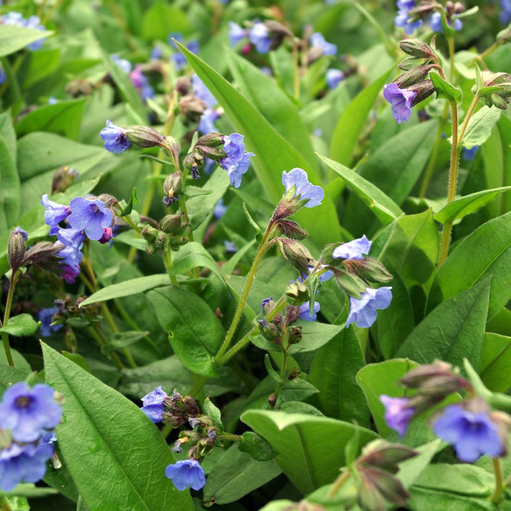 Lungenkraut Blue Ensign - Pulmonaria