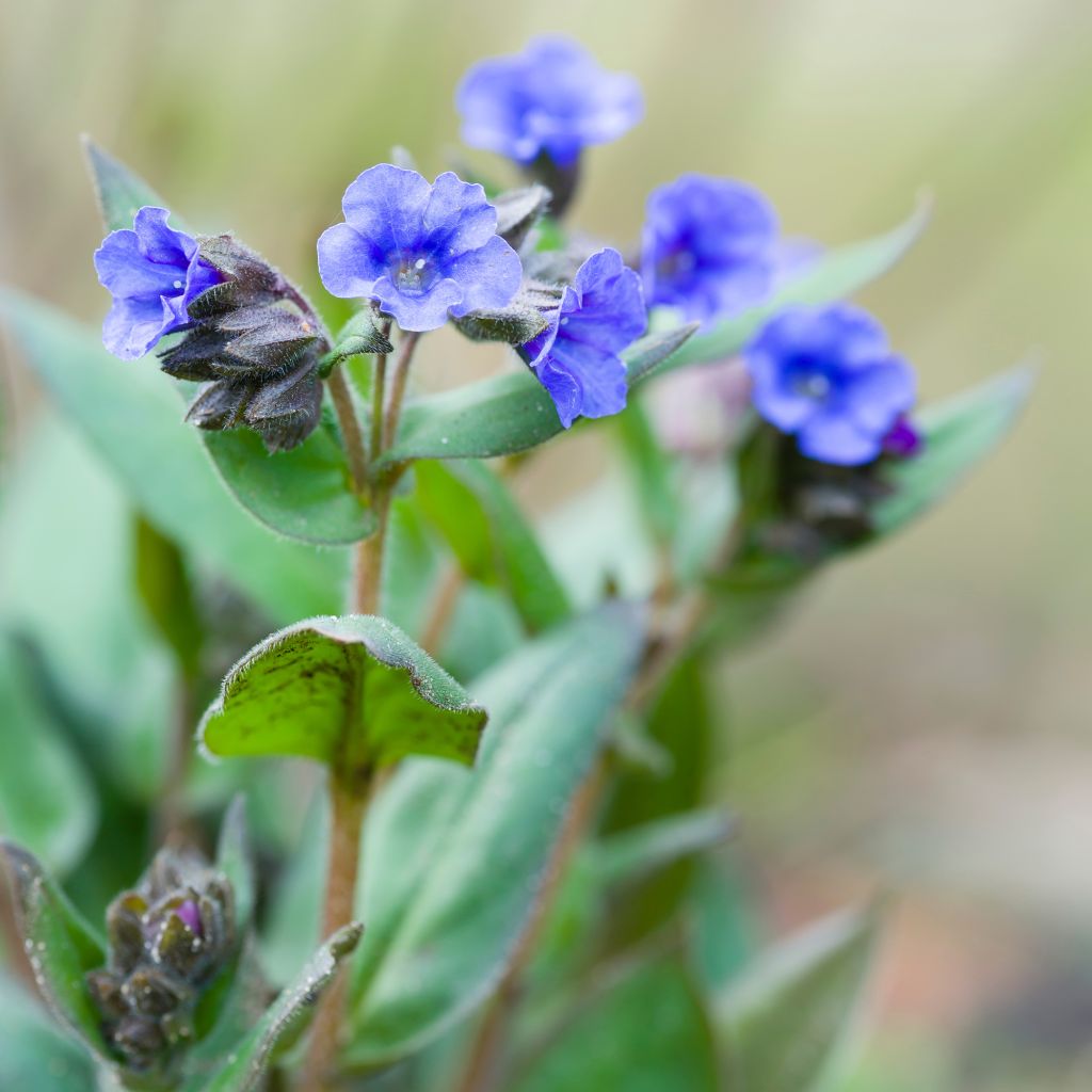 Lungenkraut Blue Ensign - Pulmonaria