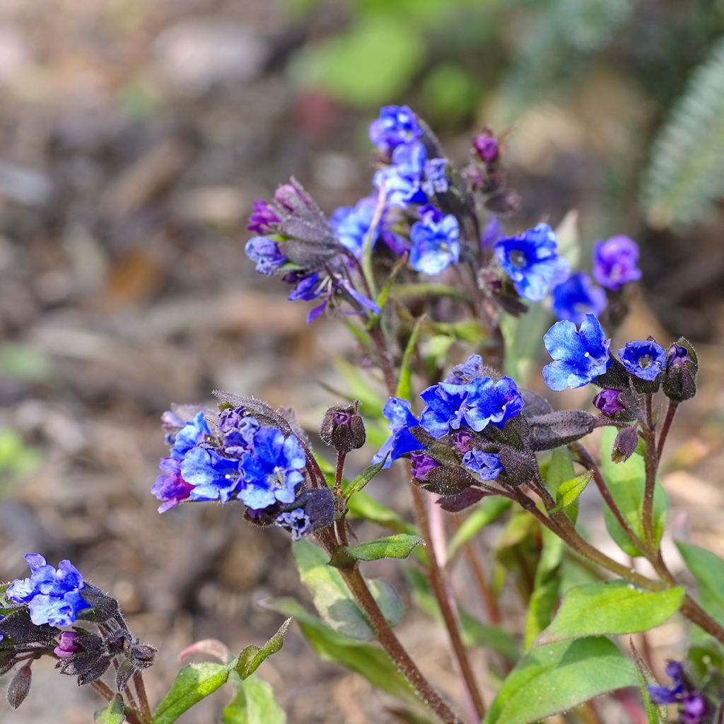 Lungenkraut Blue Ensign - Pulmonaria