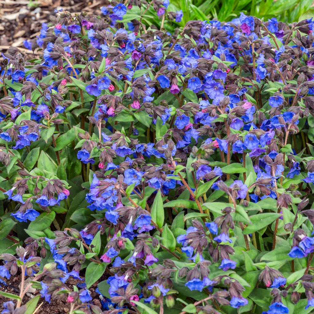 Lungenkraut Blue Ensign - Pulmonaria