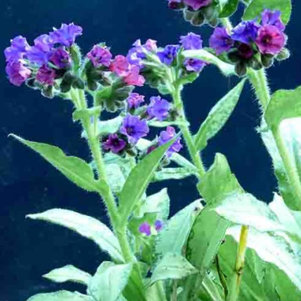 Pulmonaire hybride - Pulmonaria Diane Clare