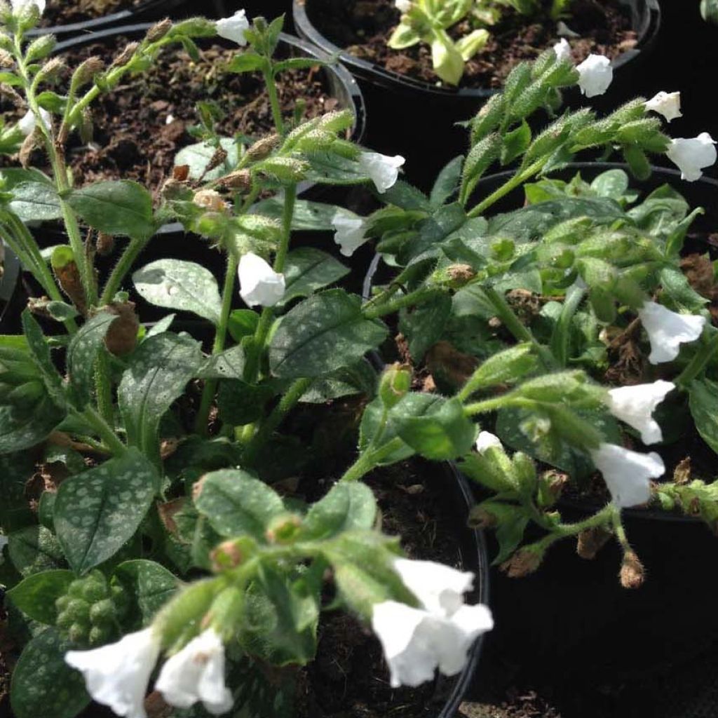 Lungenkraut Ice Ballet - Pulmonaria