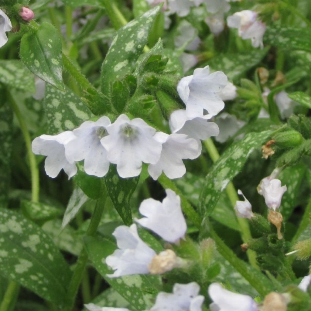 Pulmonaire hybride - Pulmonaria Opal