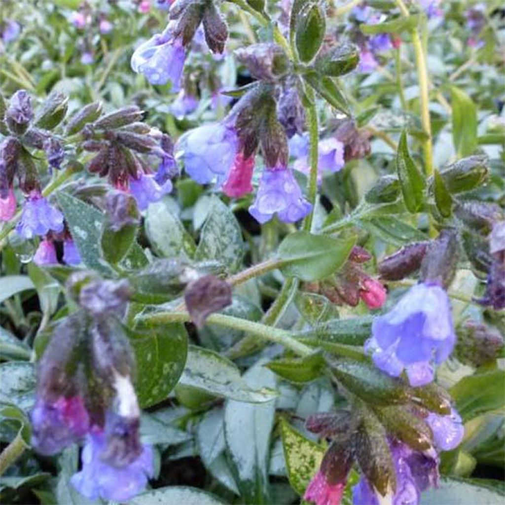 Lungenkraut Samourai - Pulmonaria