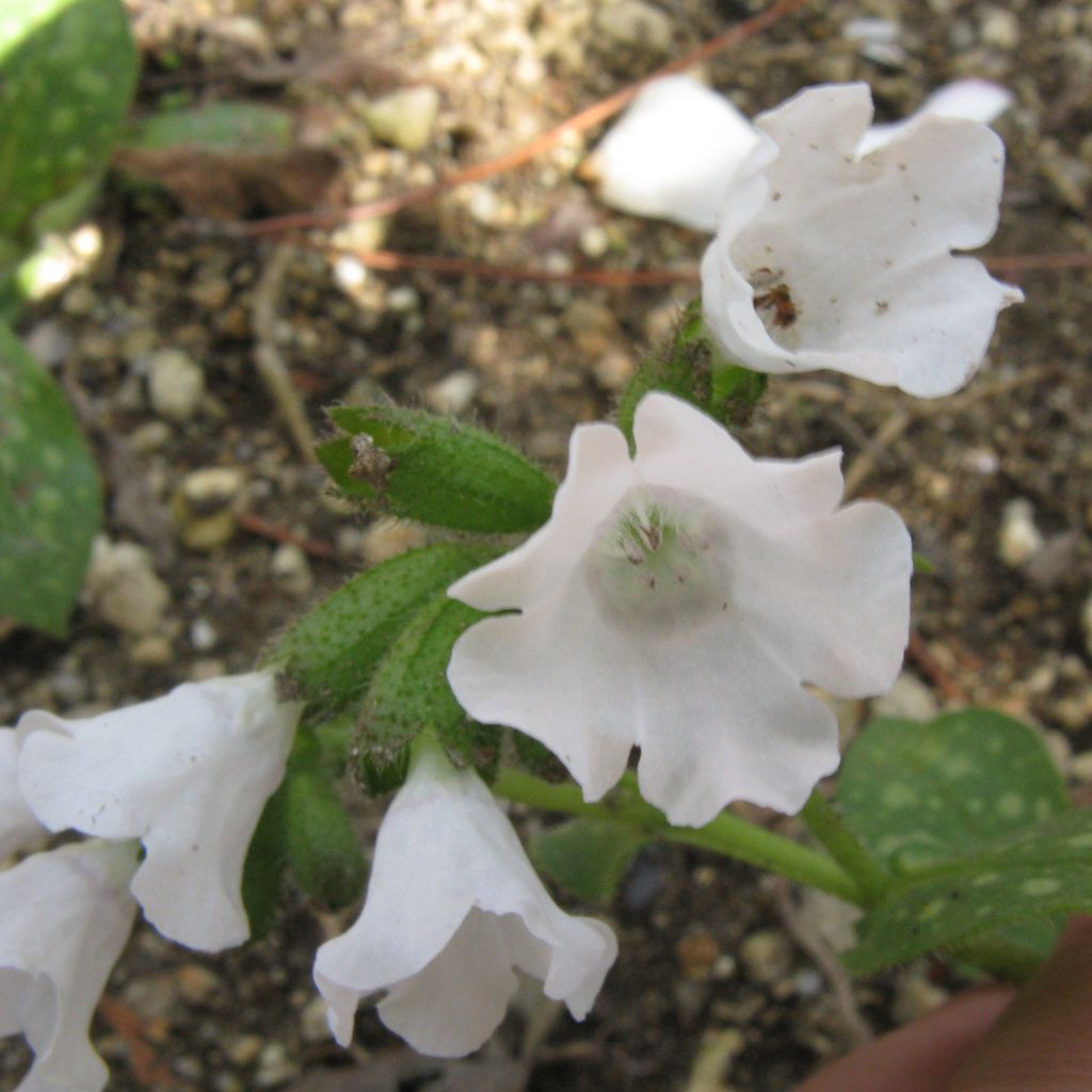 Lungenkraut Sissinghurst White - Pulmonaria