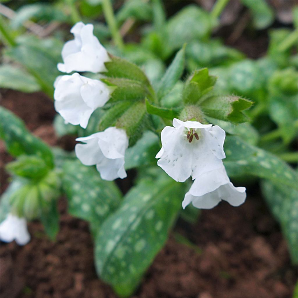 Lungenkraut Sissinghurst White - Pulmonaria