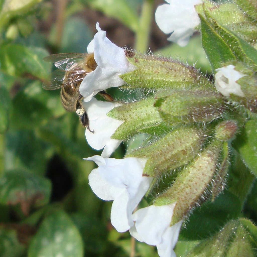 Lungenkraut Sissinghurst White - Pulmonaria