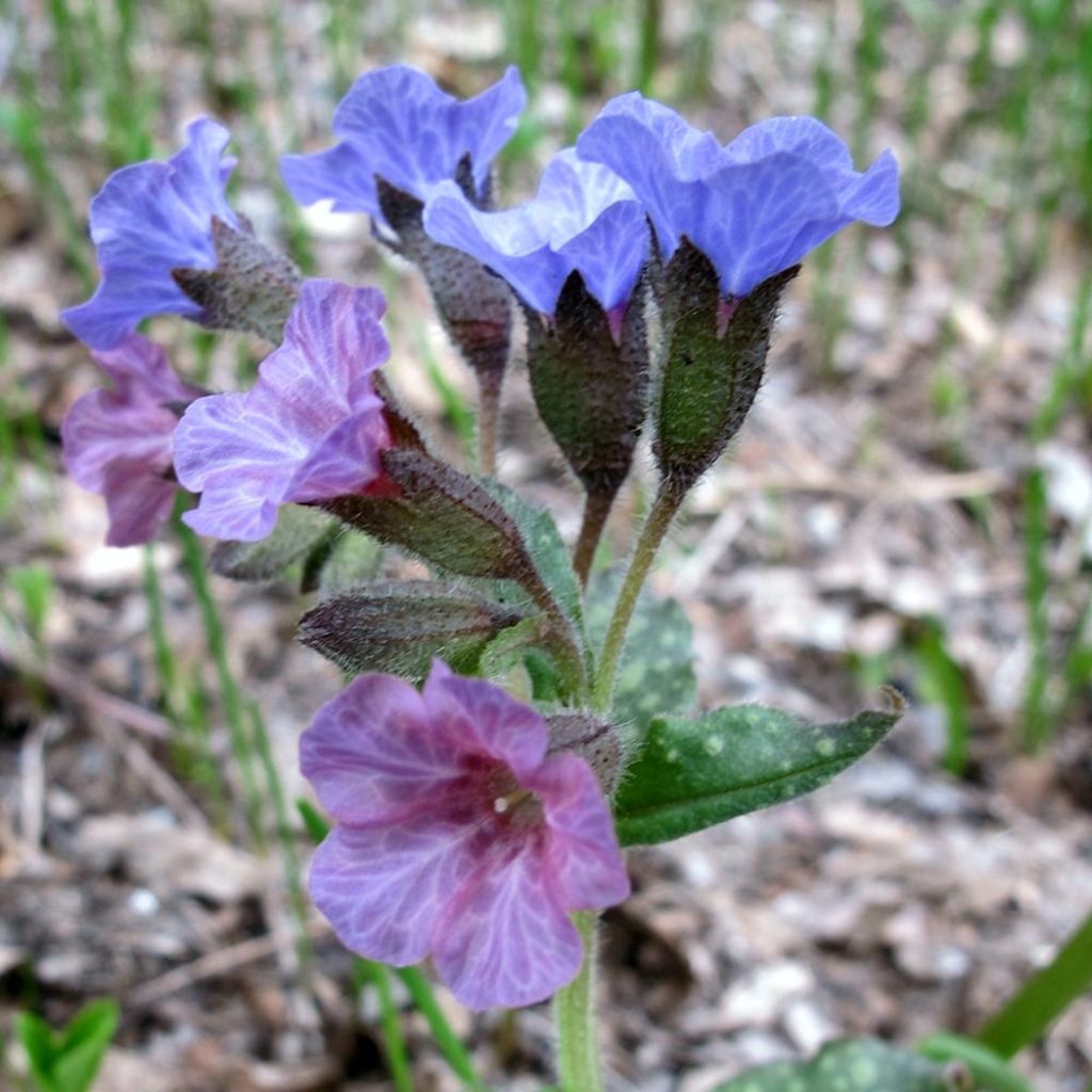 Pulmonaria officinalis - Pulmonaire officinale