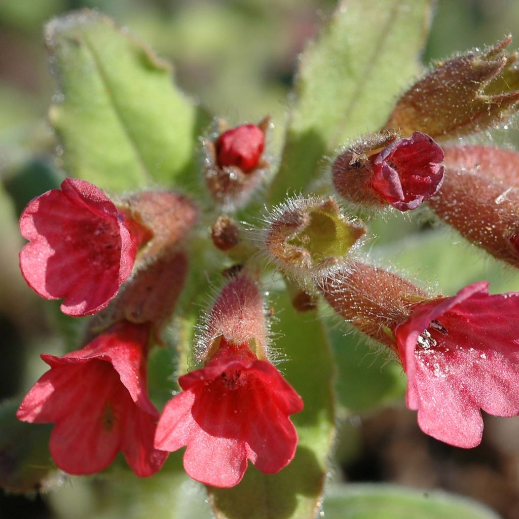 Rotes Lungenkraut - Pulmonaria rubra